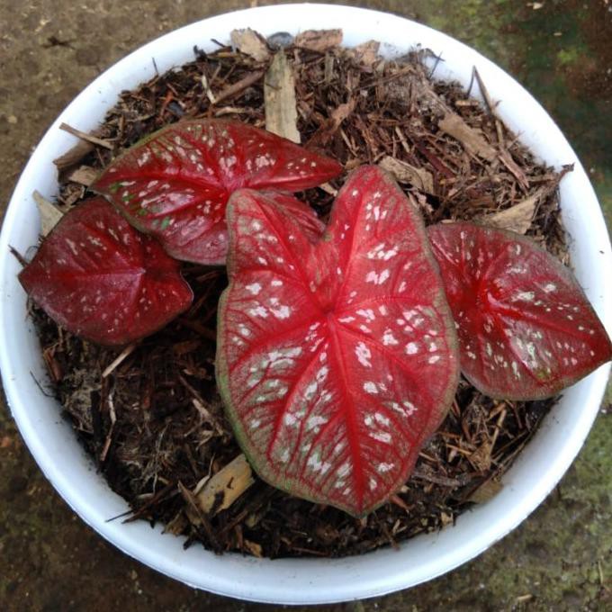 Tanaman Hias Red Caladium Guardian Remaja Senapmena