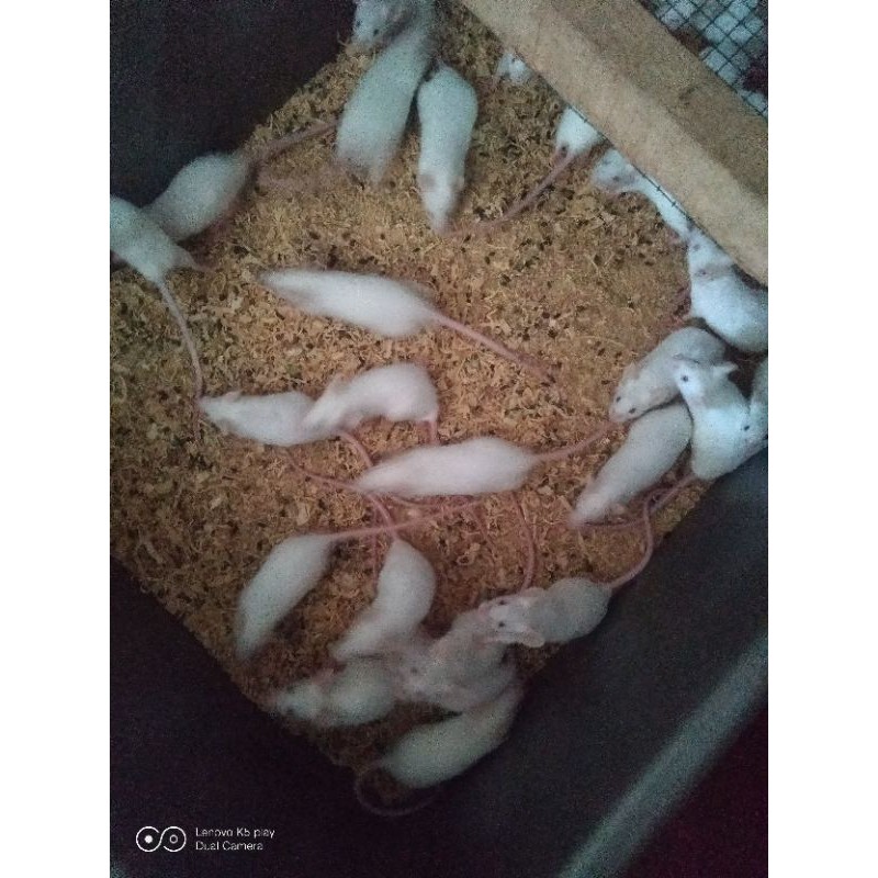 tikus putih mencit dewasa bb25-30gr / paket ternak,
