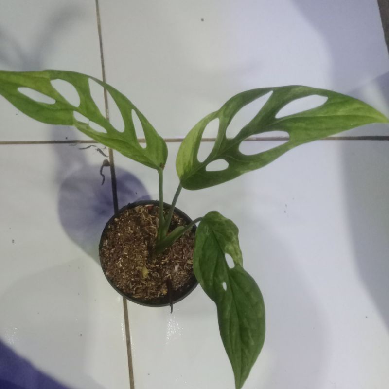 monstera janda bolong varigata lokal