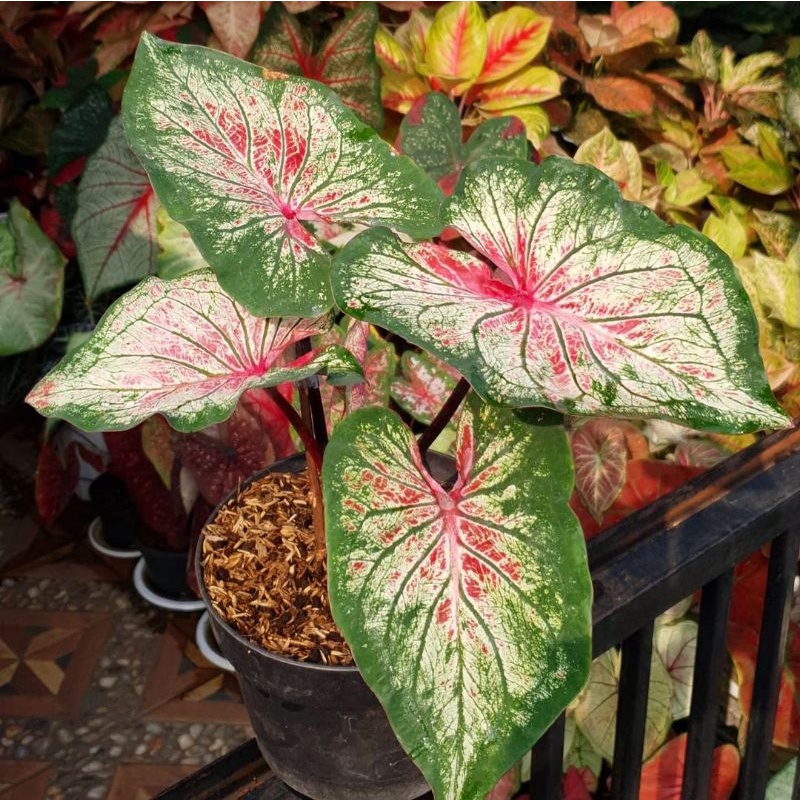 Tanaman Hias Keladi Anoman obong / Caladium Hias Anoman obong anakan murah