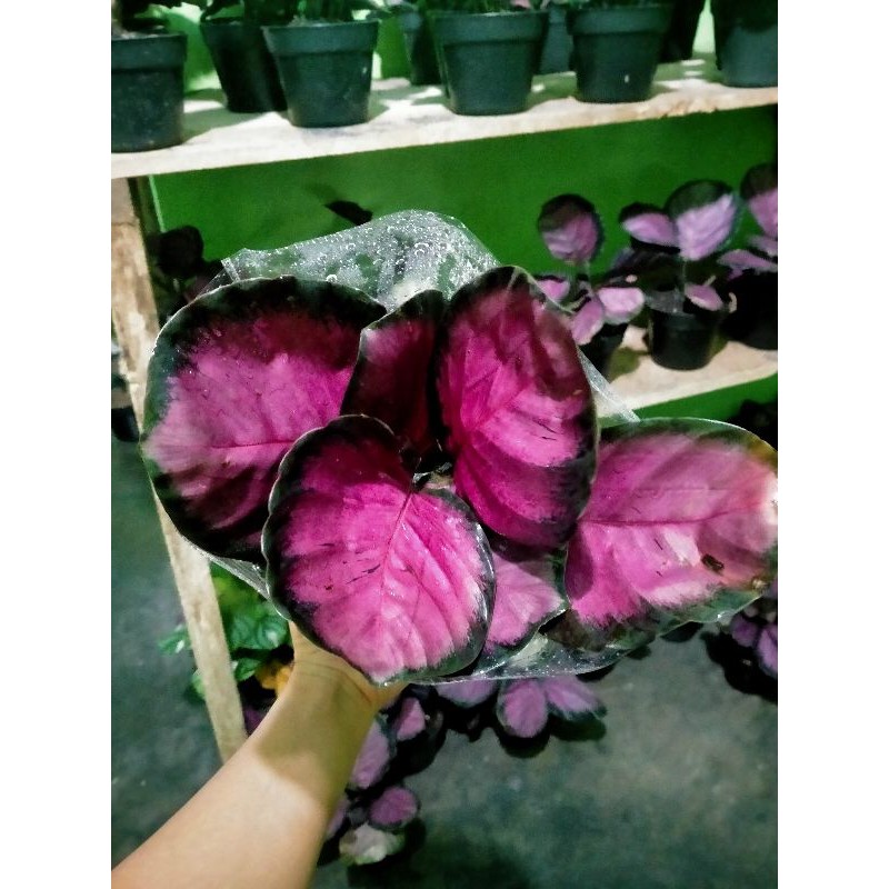 BUNGA CALATHEA CRIMSON RUMPUN