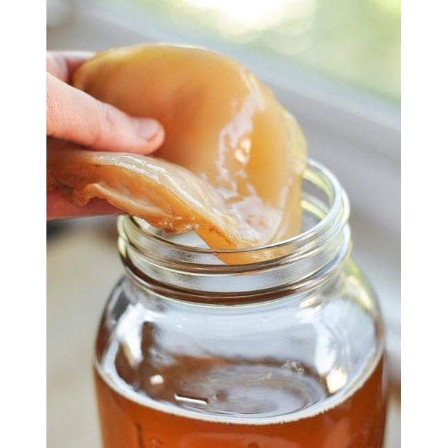 

Bibit Jamur Teh Kombucha / Jamur Dipo/Scoby MURAH