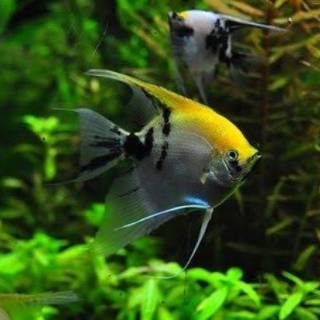 ikan manfish 3 color angel fish manfish three colour