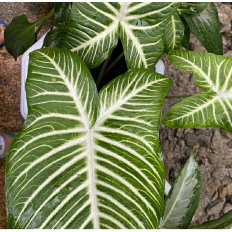 Tanaman Hias keladi zebra Daun Besar Keladi antasoma