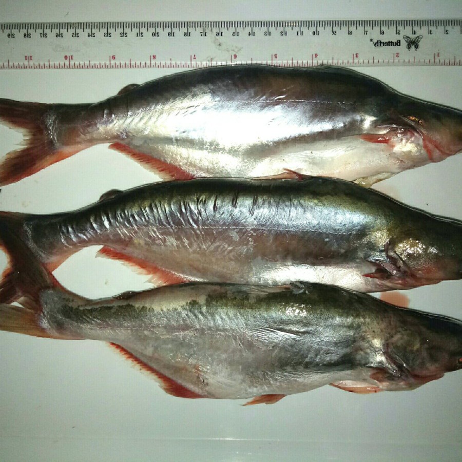 

Ikan Patin