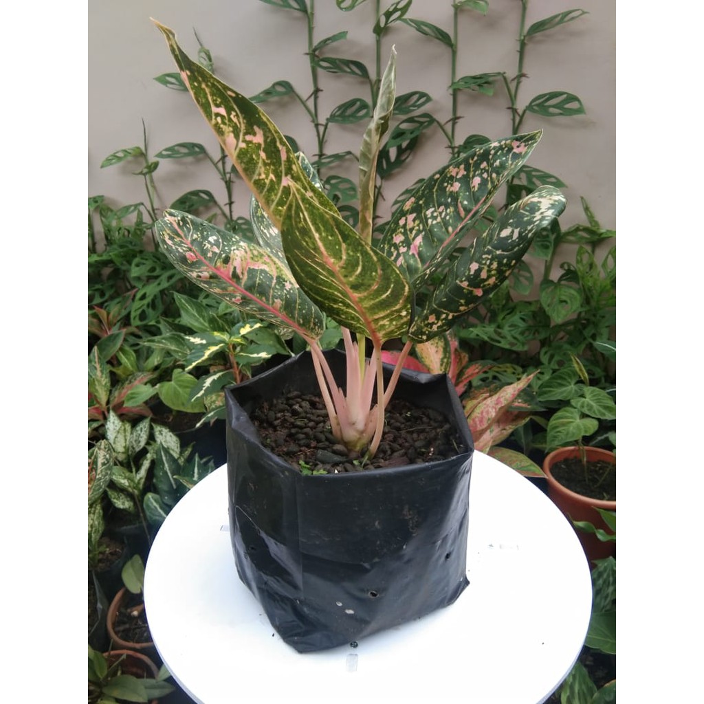 Aglonema Donacarmen - Tanaman Hias Aglonema Donacarmen