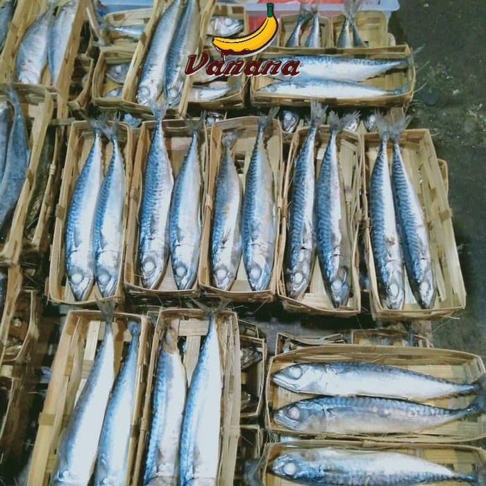 

Ikan Cue Salem isi 2