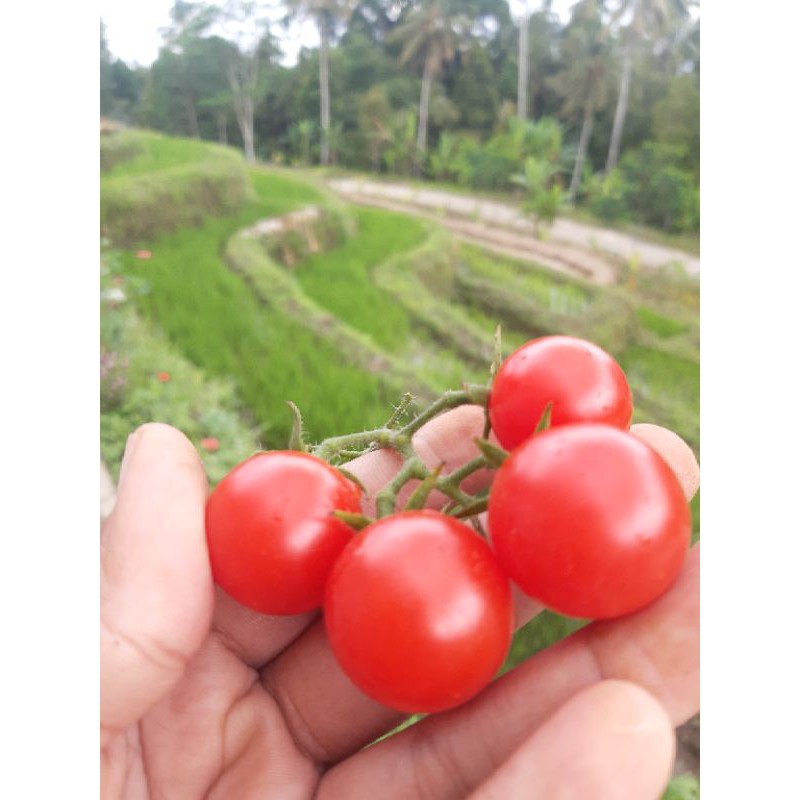 Benih Tomat Cherry Impor Hidroponik
