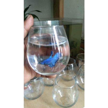 soliter kaca aquarium cupang