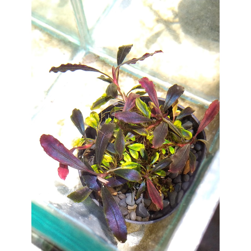 Bucephalandra Brownie Ghost MP paketan