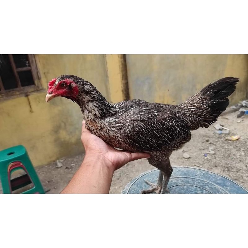 

Telur fertil ayam Biang Pama iq terlaris