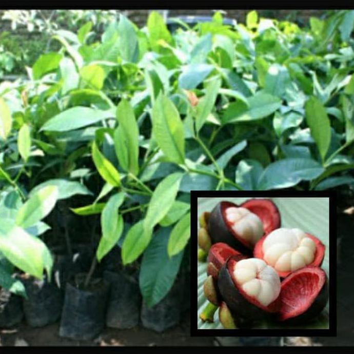 Ny4R Bibit Tanaman Buah Manggis