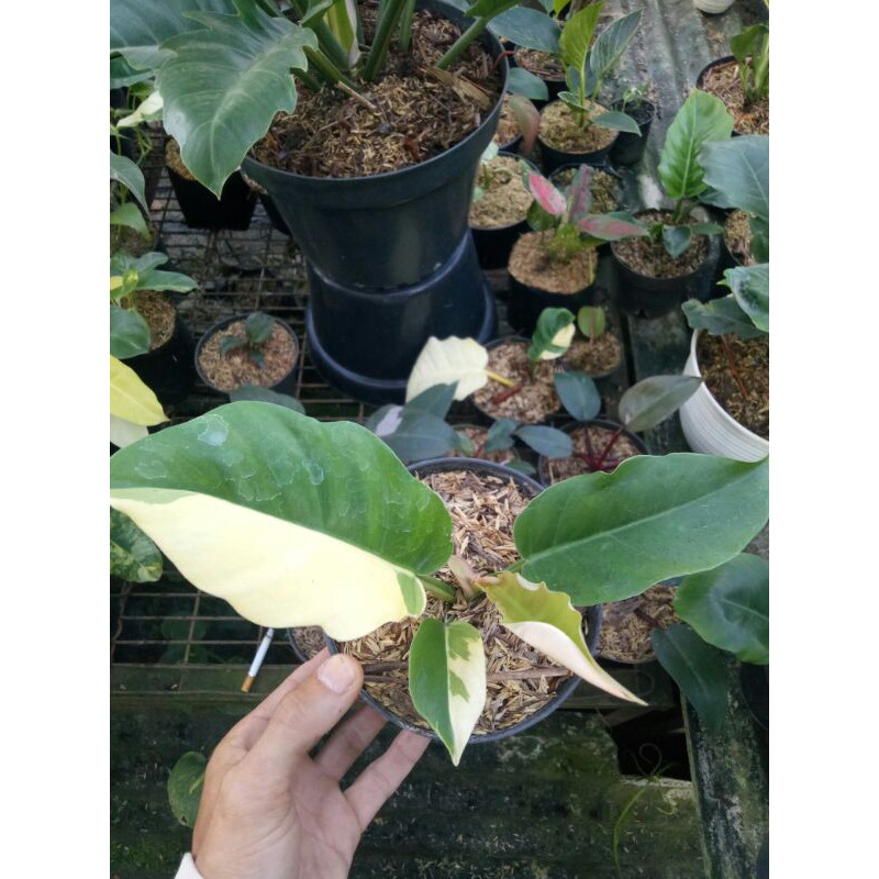 philodendron green saw varigata