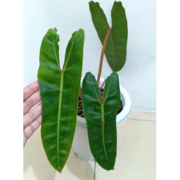 Tanaman Hias Philodendron Bilitieae Tanaman Bunga Kabel Busi Tanaman Philo Bilietiae Tanaman Hidup