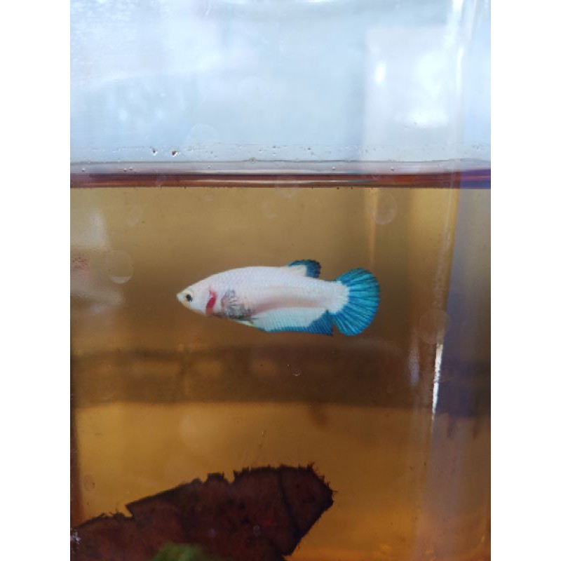 ikan cupang Female Blue rim Clean Body Line thailand