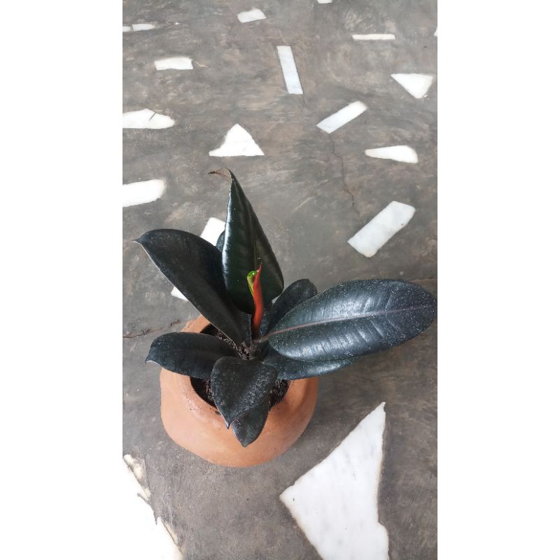 Ficus Elastica Burgundy Tanaman Hias - Karet Kebo - Rubber Plan