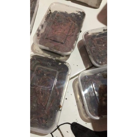 UMPAN JITU GALATAMA LELE / BAWAL