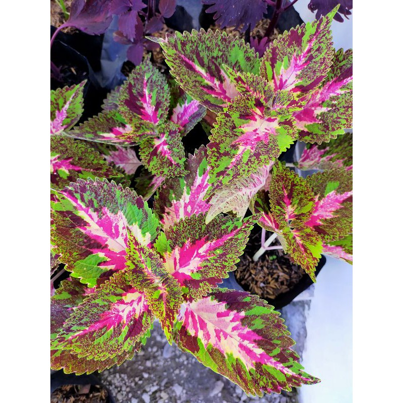 Miana akar id batik betawi