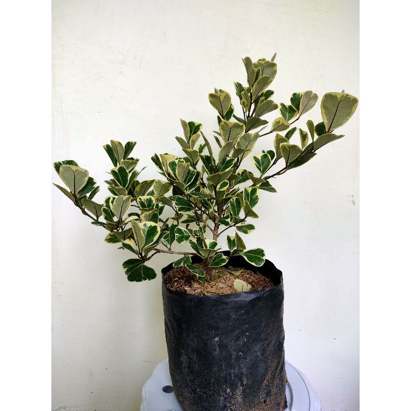 TANAMAN HIAS FICUS VARIEGATA.TANAMAN HIAS.TANAMAN VARIEGATA