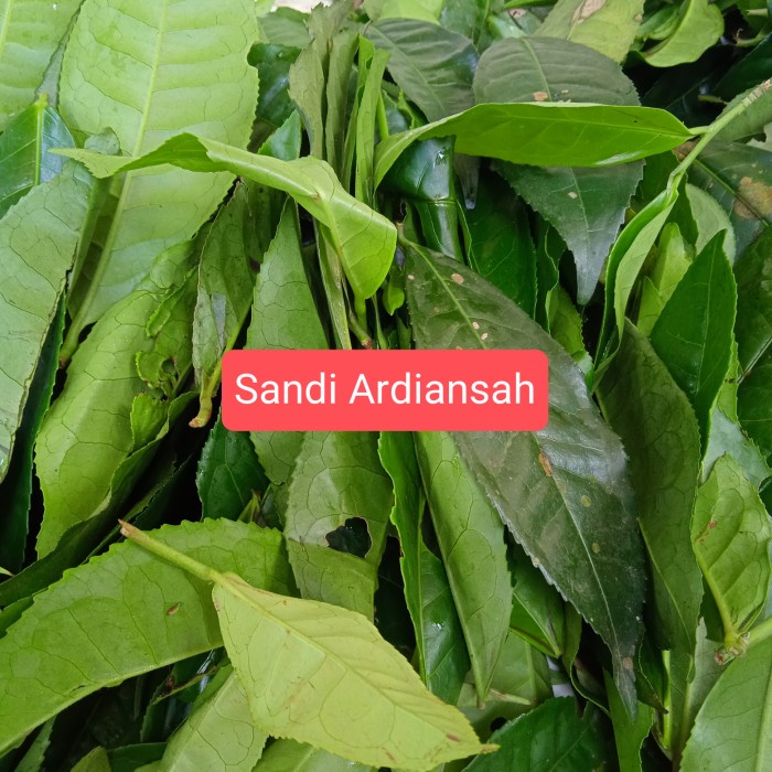 

New Daun teh Segar 500 gram