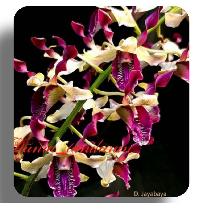 Anggrek Dendrobium Jayabaya
