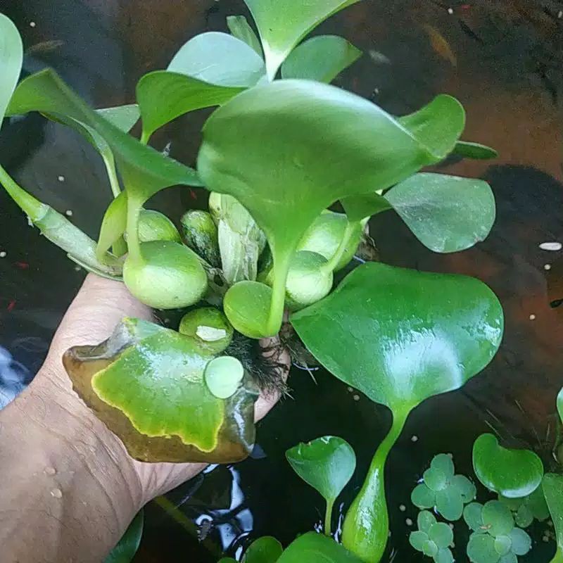 ECENG GONDOK HIASAN KOLAM