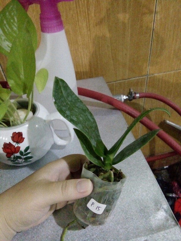 Anggrek Bulan Remaja - Phalaenopsis Hybrid Taiwan