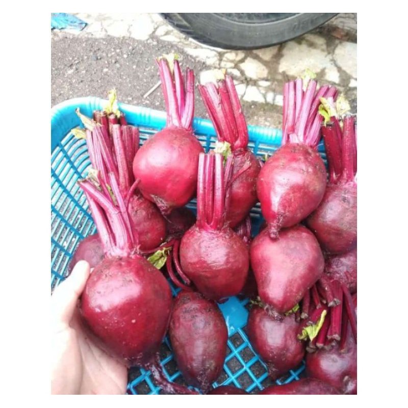 Buah bit segar 2 kg (beetroot)