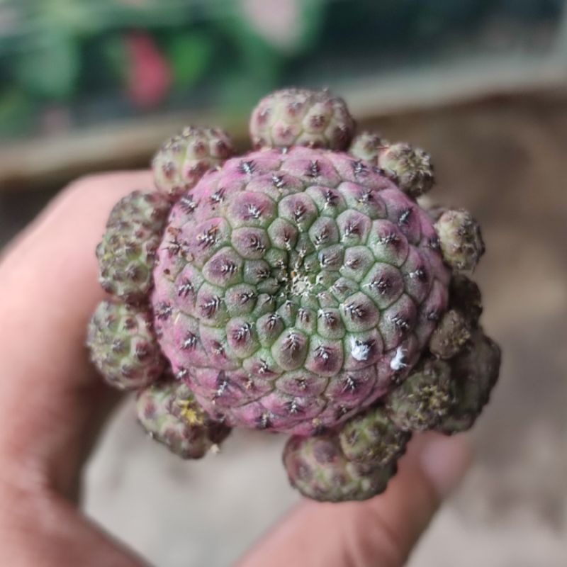 Sulcorebutia rauschii Cluster/Kaktus graft cluster