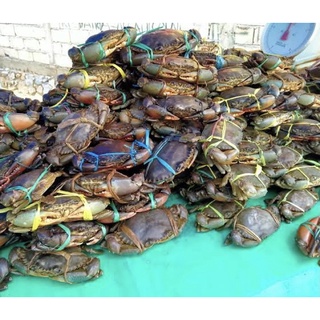 Jual Kepiting Hidup Harga Terbaik Makanan Segar Beku Makanan Minuman Desember 2021 Shopee Indonesia