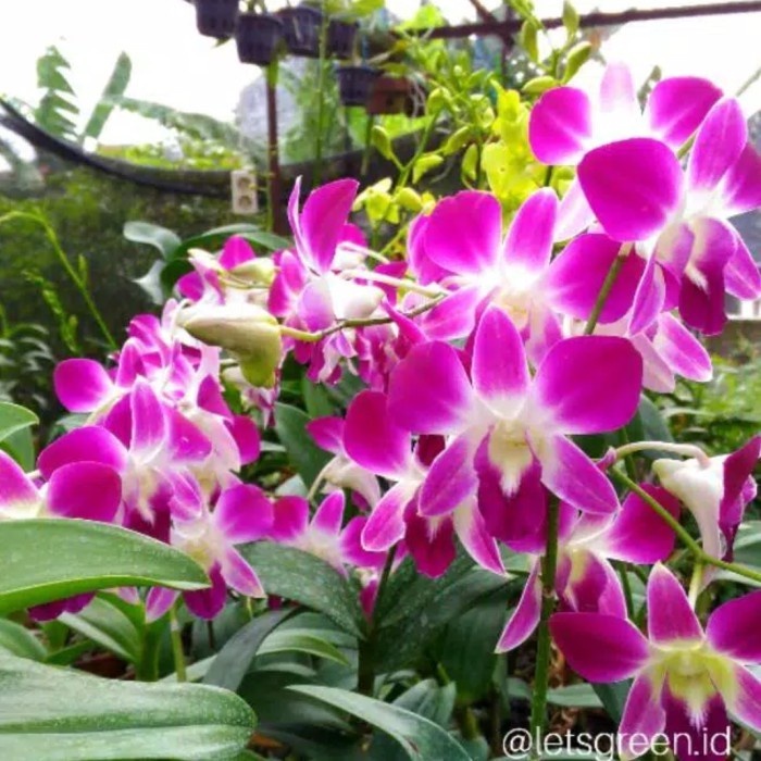 Anggrek Dendrobium Sonia Earsakul dewasa