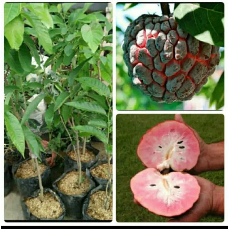 Bibit buah srikaya merah jumbo