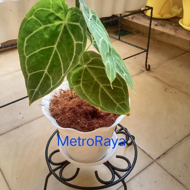 2 Pcs Standing Planter Set /Tatakan pot 25 cm/ Tatakan Besi /Rak Bunga - Tembaga WID 9O Sale