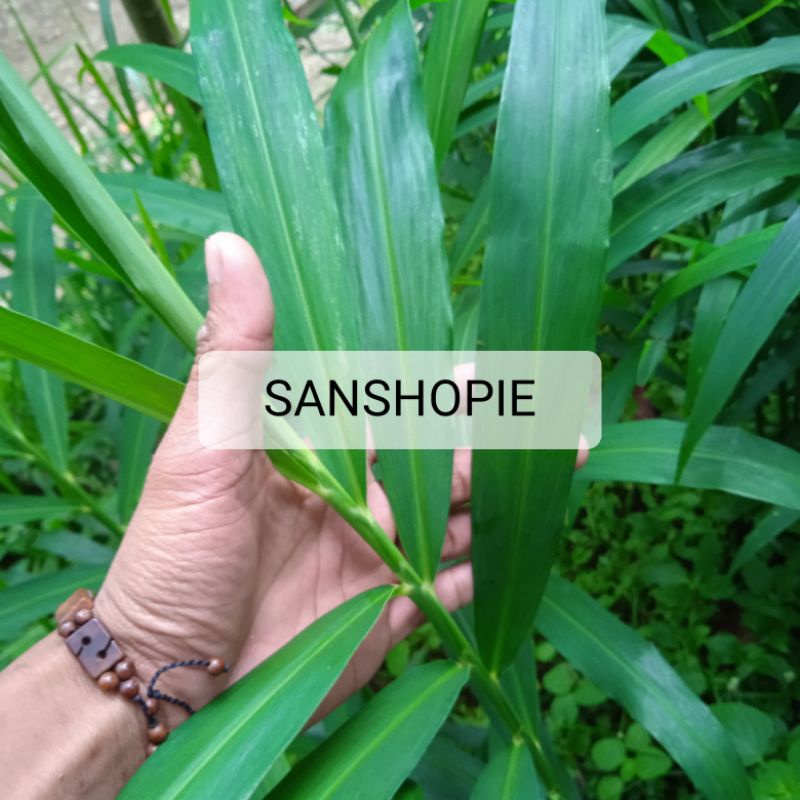 

Daun jahe segar 600 gram petik langsung