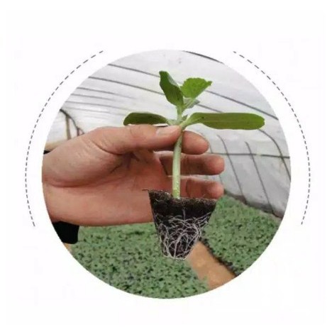 [Paket 10 Biji] Tray Semai 288 Lubang Pot Tray Penyemaian Semai Bibit Tanaman Hidroponik Hydroponik