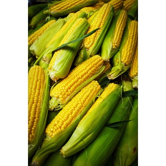 

Jagung Manis Segar Murah - Fresh Setiap Hari