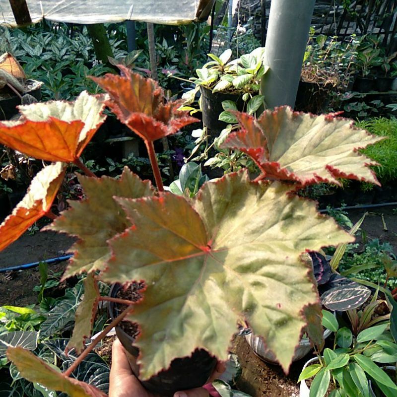 Tanaman Hias Begonia Star Rimbun / Bunga Bintang / Begonia Batang merah murah