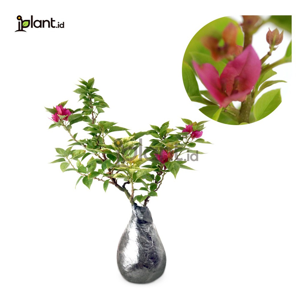 Bougenville Singapore