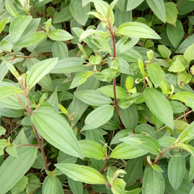 

Promo daun harendong bokor 1kg