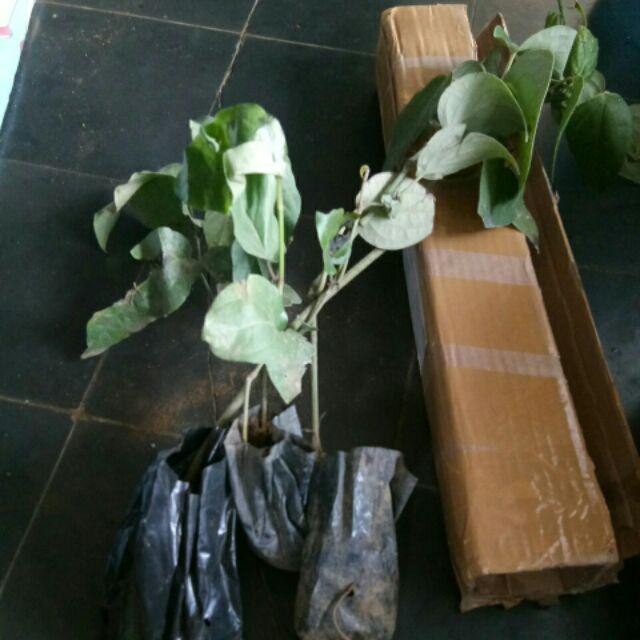 Ready Paket 3 Bibit Tanaman Daun Sirih Merah Hijau Hitam Pohon Obat Herbal