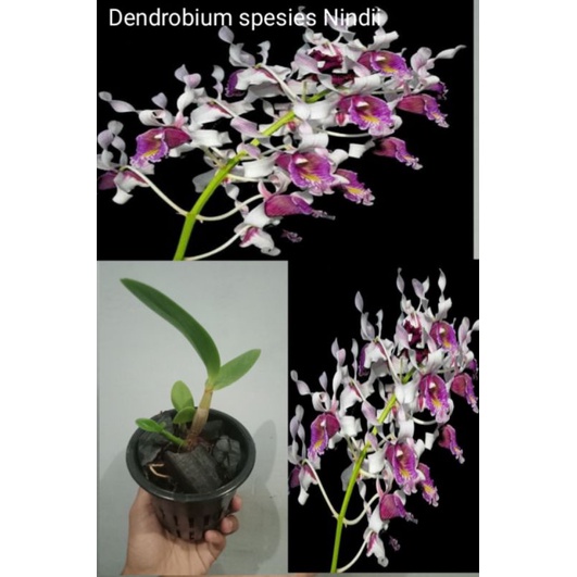 spesies dendrobium nindii pra remaja spesies dendrobium anggrek bulan langka