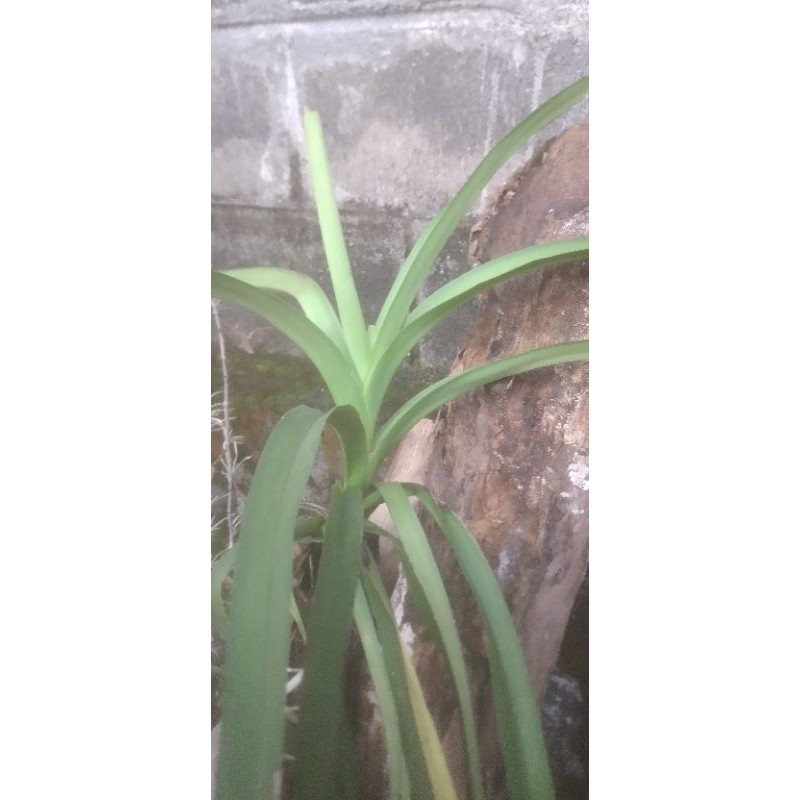 anggrek vanda tricolor dewasa