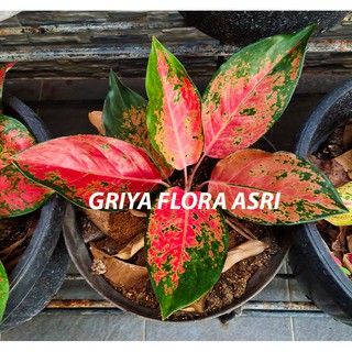 Toko Online Griya Flora Asri Shopee Indonesia
