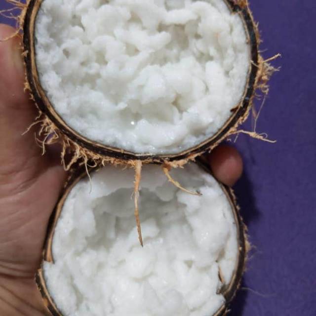 

Kelapa kopyor