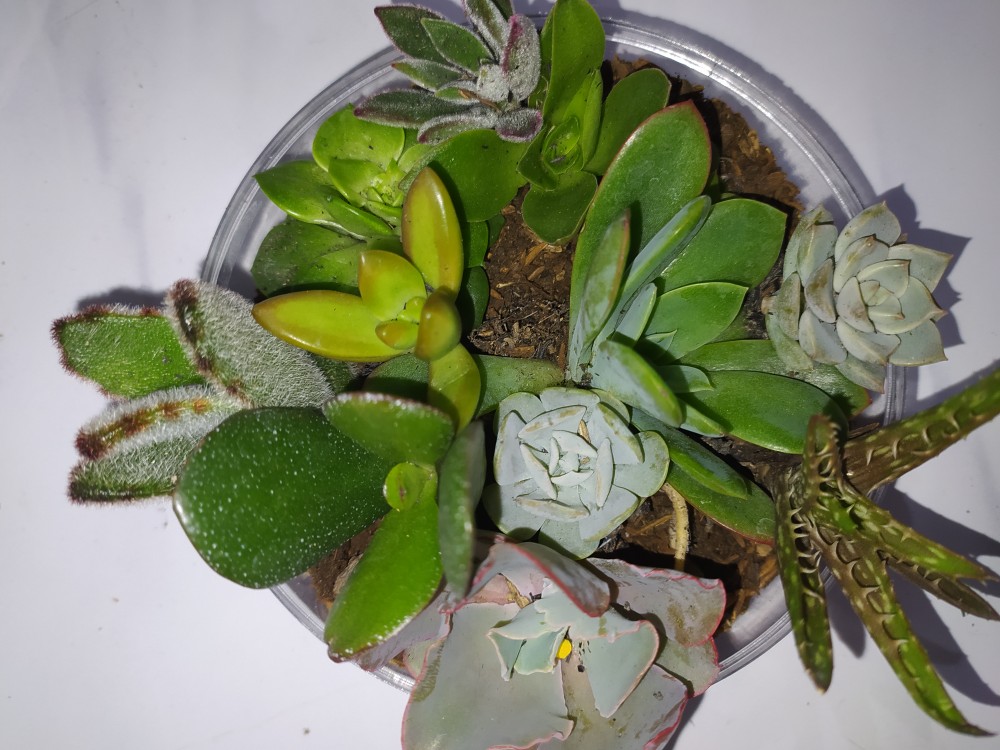 Sekulen Mini Isi 12 Pot