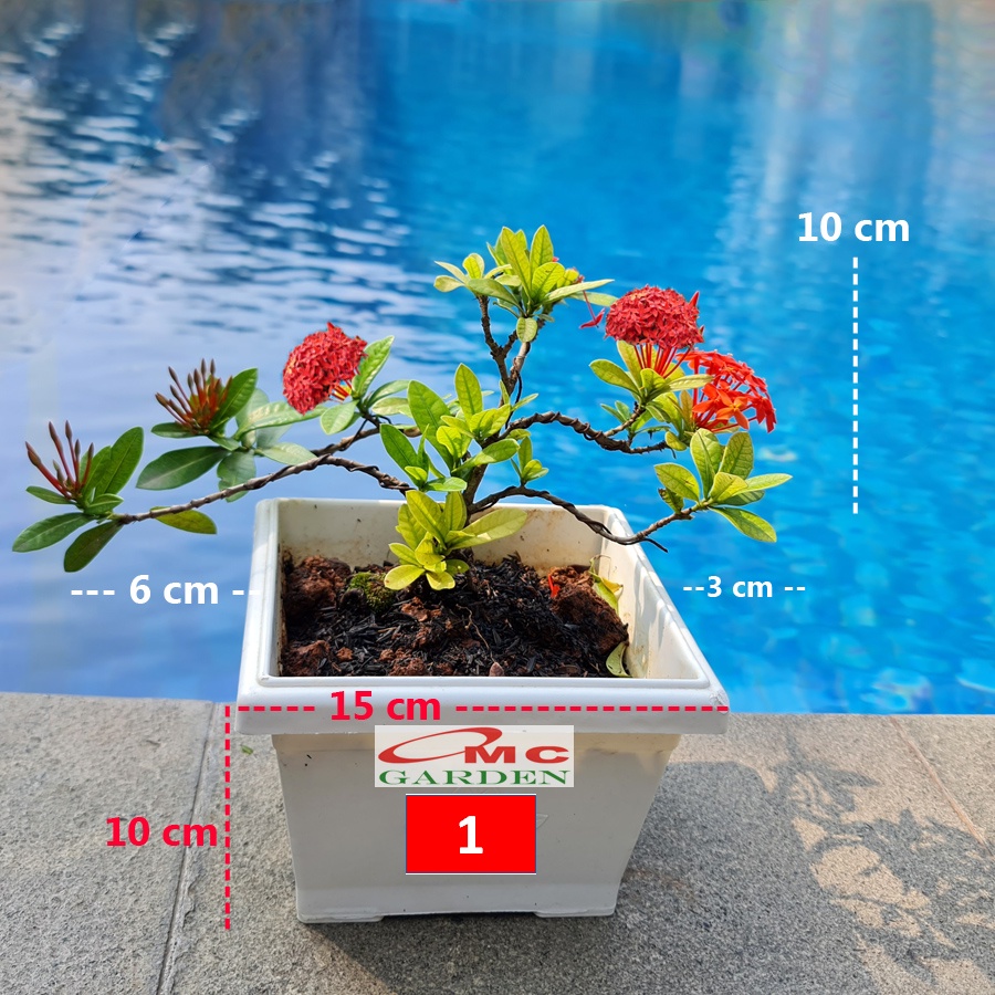 Tanaman Hias Bonsai Bonsae Mame Soka Mini Asoka Jepang Ixora Merah B-SMM-003