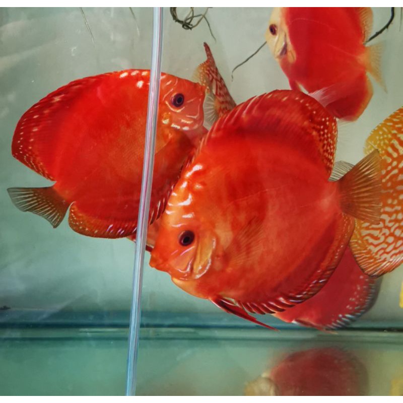 Sepasang/pair Ikan Discus Red Rafflessia uk dewasa real pict foto ikan (harga untuk sepasang) stok t
