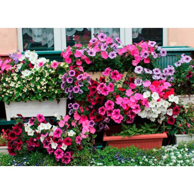 Benih-Bibit Bunga Petunia Dwarf Mix (Haira Seed)