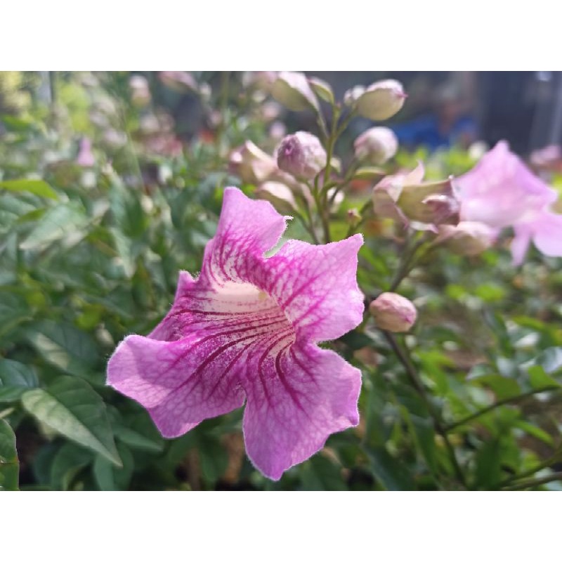 Tanaman Hias Tecomaria Pink