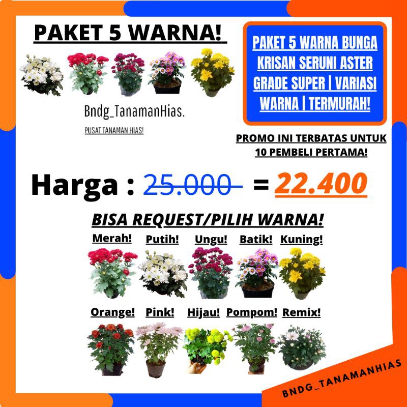 PAKET 5 POHON 5 WARNA! BUNGA KRISAN SERUNI ASTER GRADE SUPER | COD | TERMURAH!